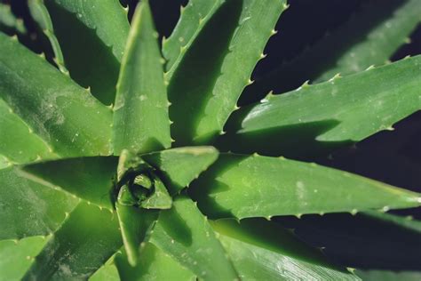 種蘆薈|蘆薈種植指南：讓你的蘆薈健康生長 